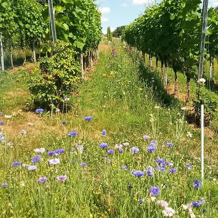 Porschdorfer Einkehr